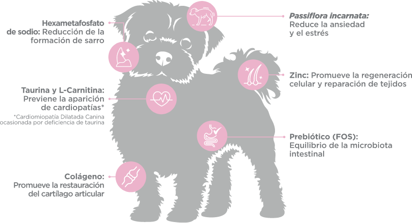 img_infografia_MINI_adulto