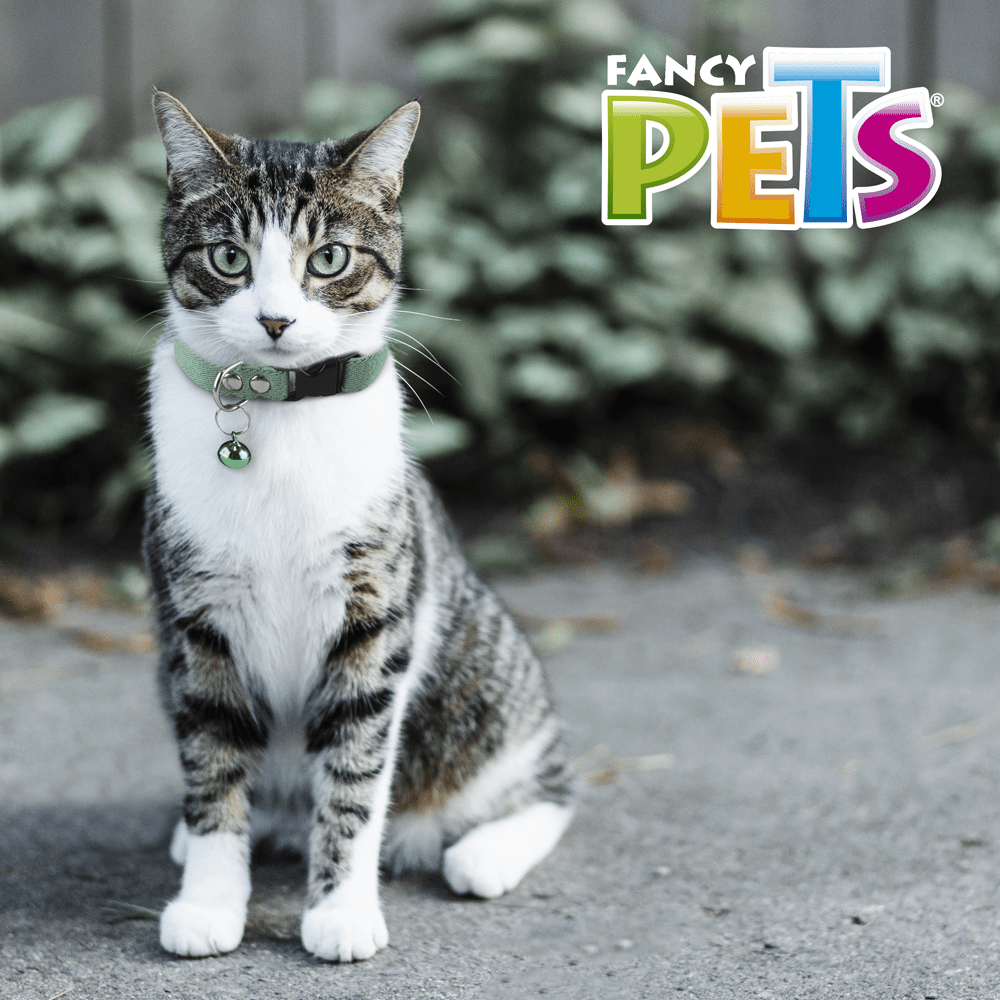 COLLAR ELASTICO CON CASCABEL PARA GATO