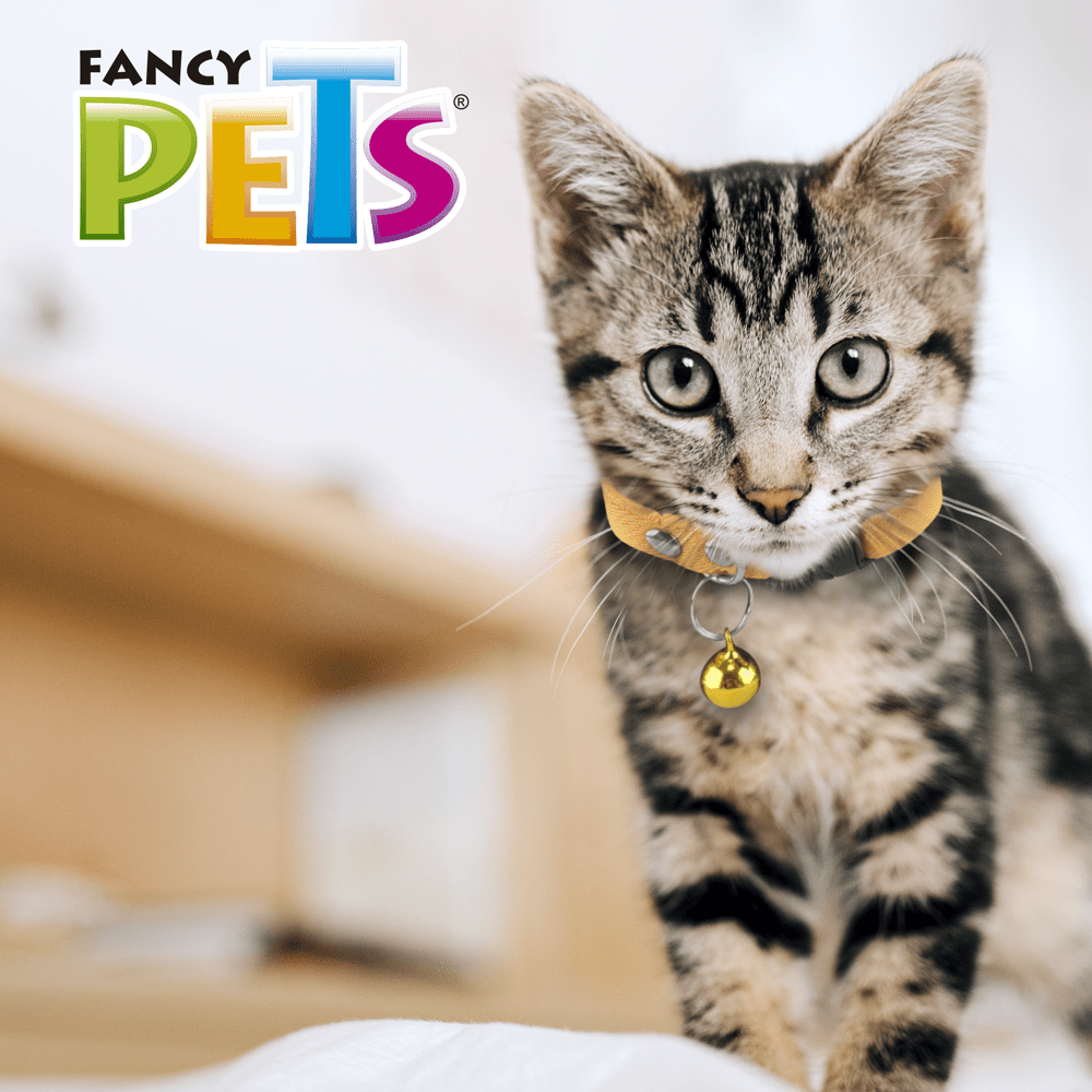 COLLAR ELASTICO CON CASCABEL PARA GATO