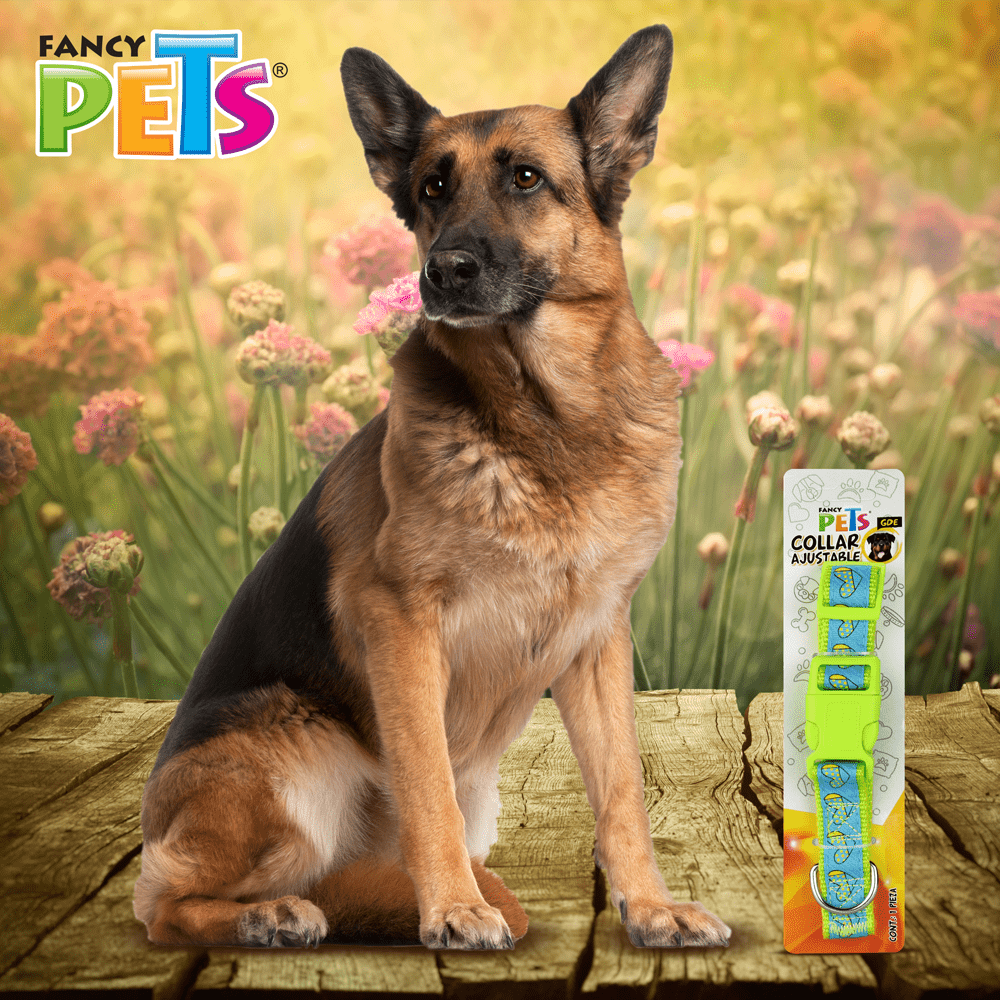 COLLAR NYLON C/LISTON BORDADO GDE