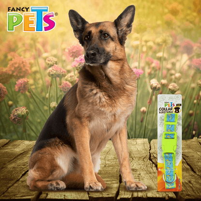 COLLAR NYLON C/LISTON BORDADO GDE