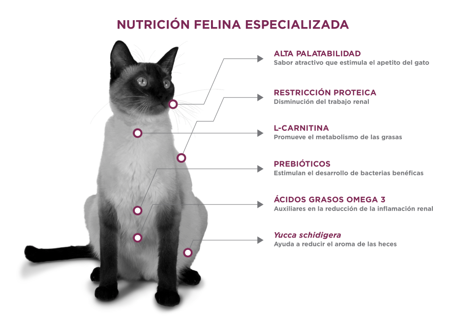 gato_felino_renalcare