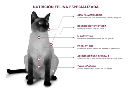 gato_felino_renalcare