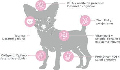 img_infografia_rm_cachorro