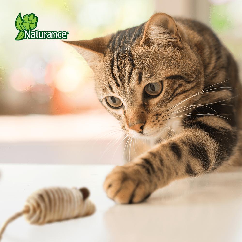 JUGUETE DE GATO (RETONES)