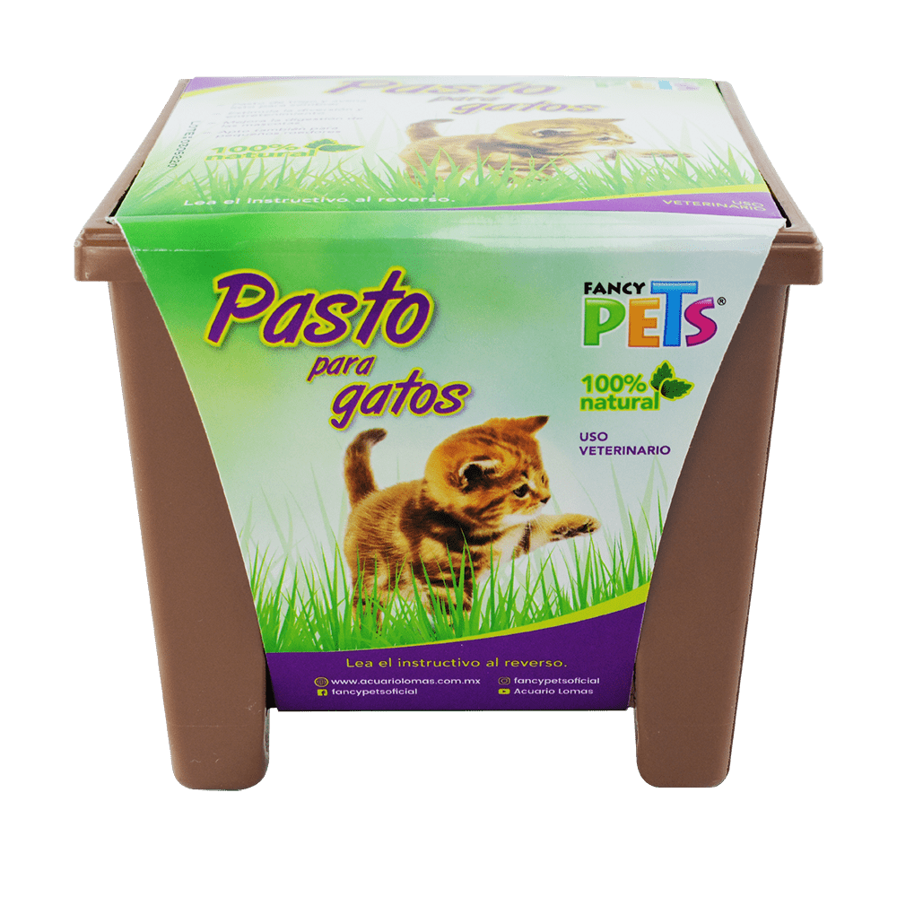 PASTO PARA GATO