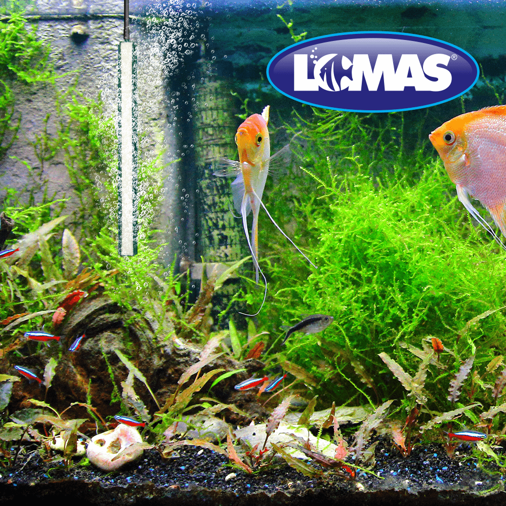 PIEDRA AERADORA C/BASE DE PLASTICO