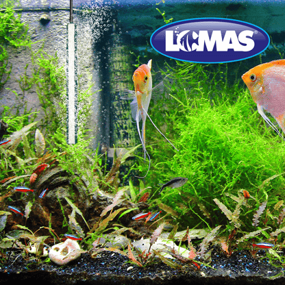 PIEDRA AERADORA C/BASE DE PLASTICO